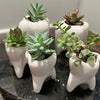 Third Molar Vase in X-Large and Small With Succulents