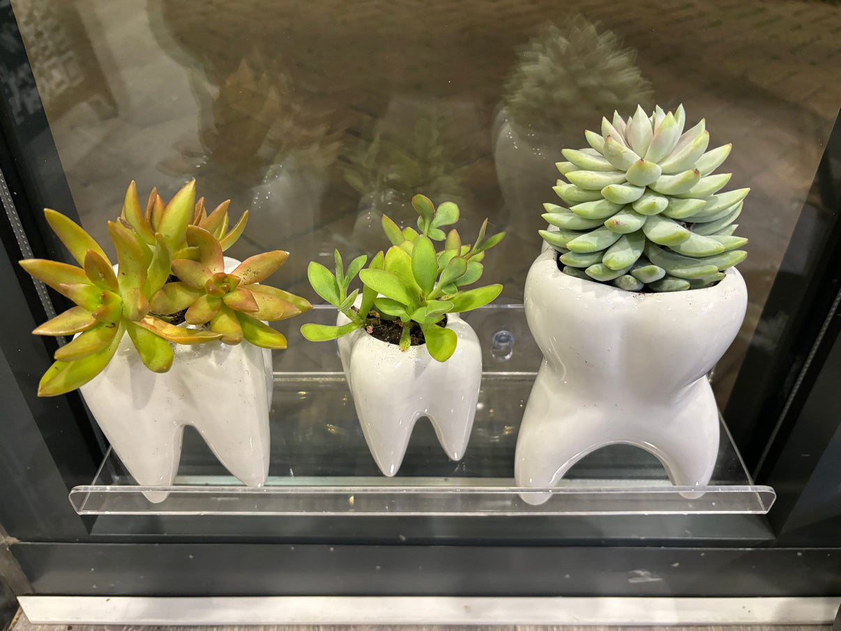 Third Molar Vase in X-Large and Small With Succulents