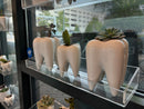 Ceramic Tooth Vase Planter: Dentist Gift, Dental Decor