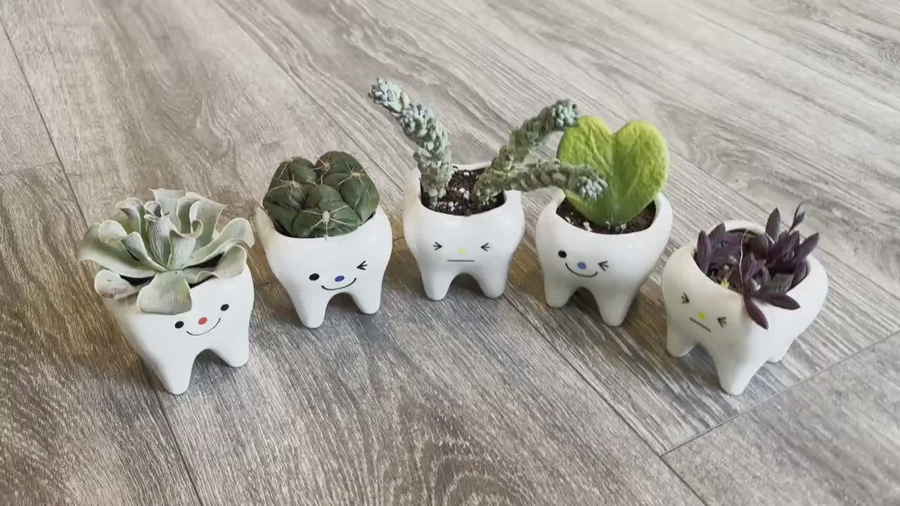Smiling Tooth Planter Set: Ceramic Dental Vase